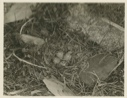 Image of Eggs of semipalmated plover